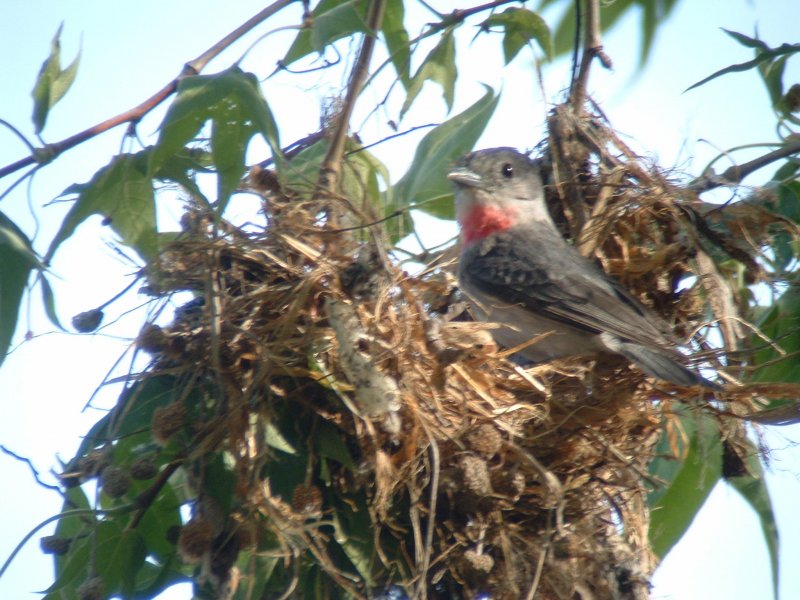 Rose-throated Becard