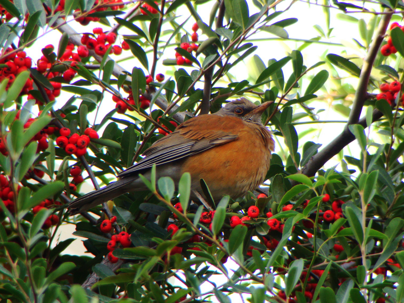 Rufous-backed Robin