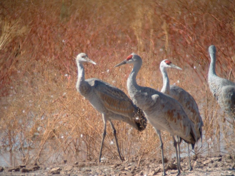 Sandhill Cranes