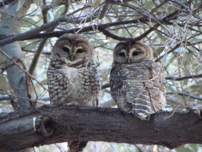 Spotted Owls