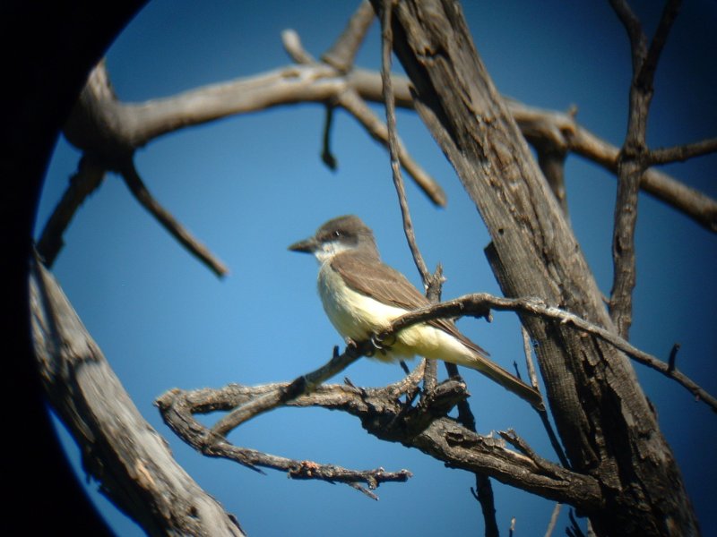 Thick-billed Kingbird