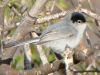 Black-tailed Gnatcatcher