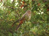 Canyon Towhee