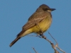 Cassin's Kingbird