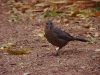 Curve-billed Thrasher