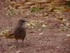 Curve-billed Thrasher