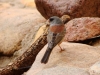 "Gray-headed" Junco