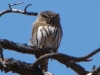 Northern Pygmy-Owl