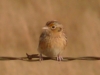 Grasshopper Sparrow