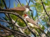 Thick-billed Kingbirds