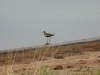 Pacific Golden-plover