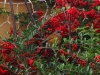 Rufous-backed Robin