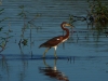 Tricolored Heron