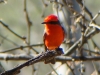 Vermilion Flycatcher