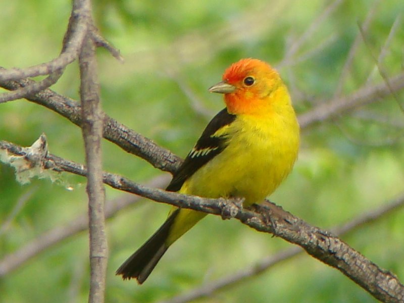 Western Tanager