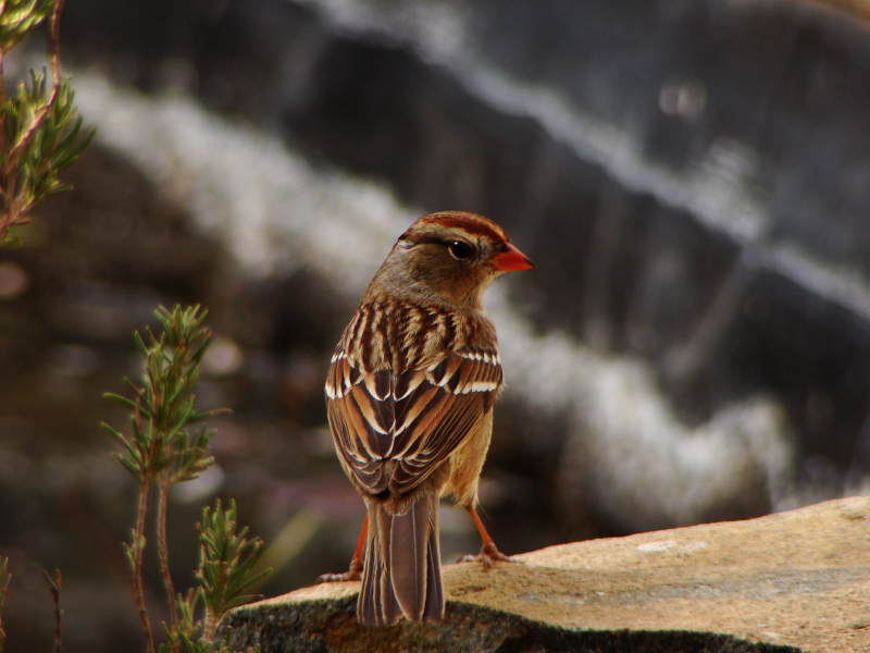 White-crowned Sparrow