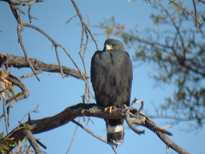 Zone-tailed Hawk