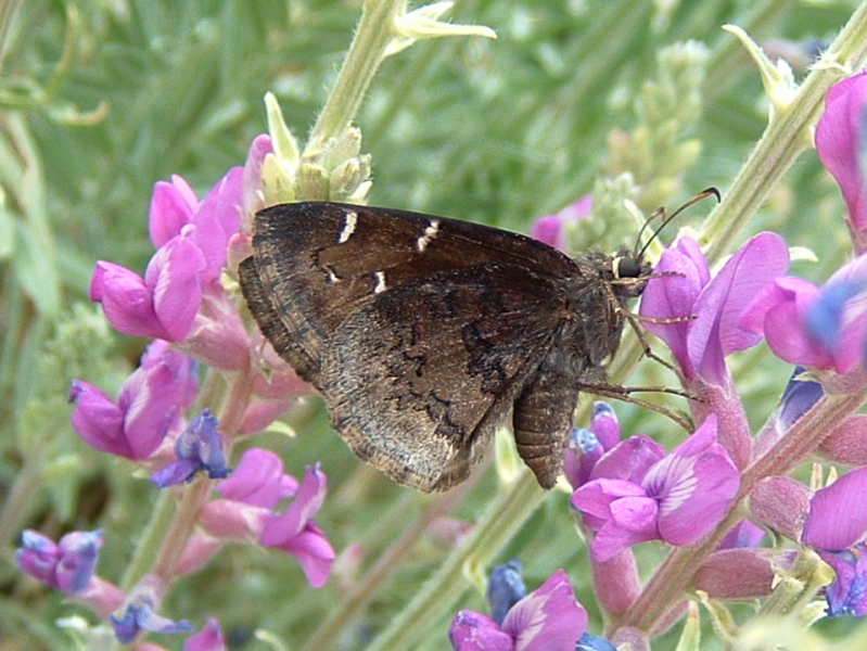 Northern Cloudywing